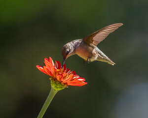 An immature male Ruby-throated Humminbird feeding at a zinnia flower