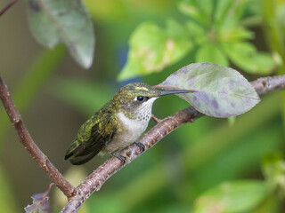 An immature male Ruby-throated Hummingbird perched on a narrow branch and showing a yellow pollen streak on its crown related to pollinating plants