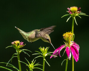 A Ruby-throated Hummingbird feeding amongst a group of flowers