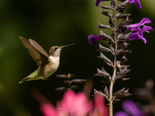 Fototapeta premium An immature male Ruby-throated Hummingbird about to feed at a stalk of purple flowers
