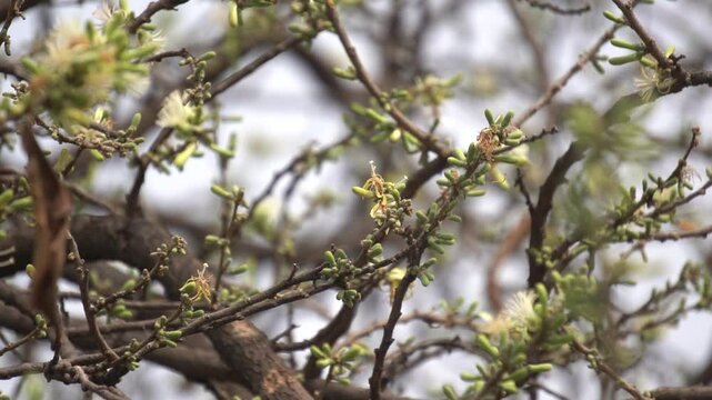 Sage-leaved Alangium is a small tree with fragrant white flowers, twisted branches, and medicinal uses in traditional Ayurvedic practices.