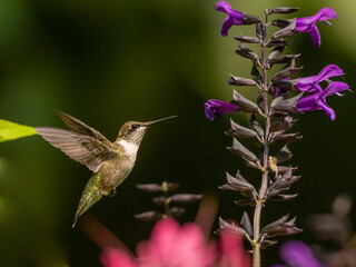 An immature male Ruby-throated Hummingbird about to feed at a stalk of purple flowers