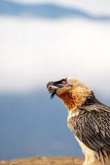 Bearded Vulture (Gypaetus barbatus) photographed in Spain