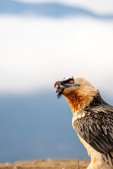 Bearded Vulture (Gypaetus barbatus) photographed in Spain