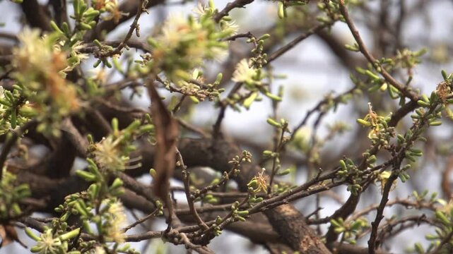 Sage-leaved Alangium is a small tree with fragrant white flowers, twisted branches, and medicinal uses in traditional Ayurvedic practices.