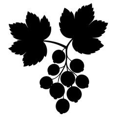 Fototapeta premium bunch of black grapes