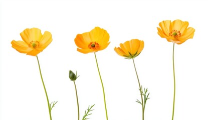Obraz premium Four Yellow Wildflowers in Stages of Bloom Against White Background