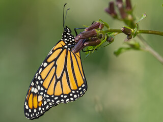 A close up of a Monarch butterfly hanging on the tip of a plant