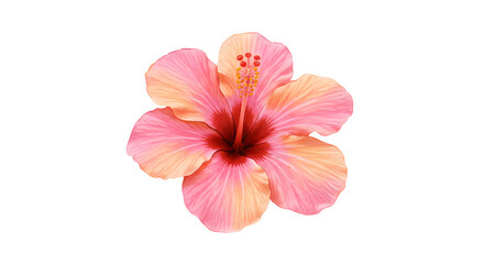 Pink Hibiscus Flower Illustration with Watercolor Effect Isolated on White