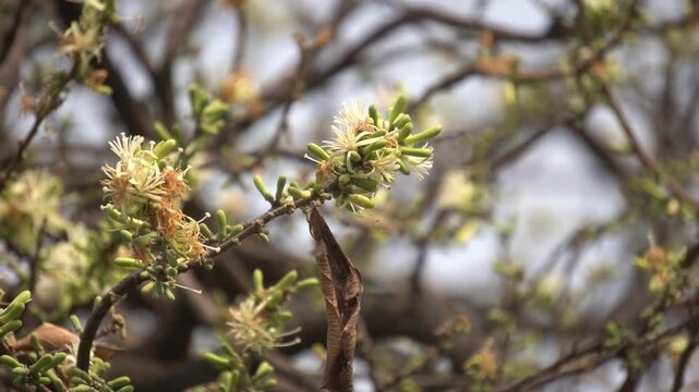 Sage-leaved Alangium is a small tree with fragrant white flowers, twisted branches, and medicinal uses in traditional Ayurvedic practices.