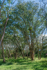 Fototapeta premium Vertical photograph of a forest of arrayán trees (Myrcianthes rhopaloides)