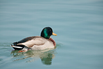 Mallard casually swimming in the harbor water at Port Washington, Wisconsin in spring