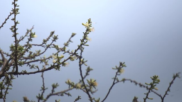 Sage-leaved Alangium is a small tree with fragrant white flowers, twisted branches, and medicinal uses in traditional Ayurvedic practices.