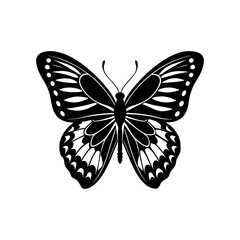 Butterfly on white background