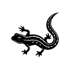 lizard on white background