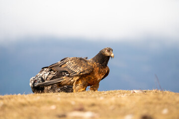 Bearded Vulture (Gypaetus barbatus) photographed in Spain