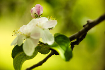 Apple blossoms in spring within Pike Lake Unit, Kettle Moraine State Forest, Hartford, Wisconsin