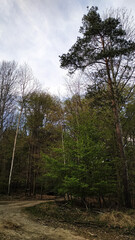 Dirt road winding through lush green forest in tupadly, czech republic. In april