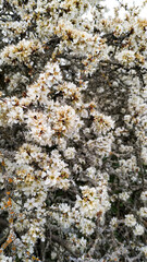 Blackthorn blossoming in spring, white flowers covering branches in tupadly, czech republic. In april