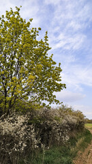 Norway maple blooming near blackthorn hedge in spring, tupadly, czech republic. In april