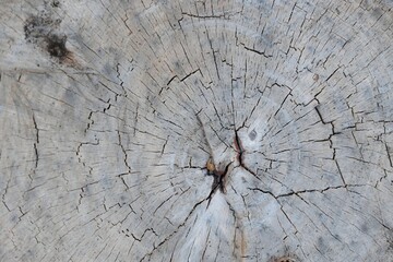 Detailed Close-Up of Natural Wood Grain Patterns and Texture