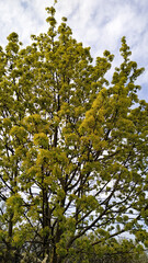 Norway maple tree blooming in spring, tupadly, czech republic. In april