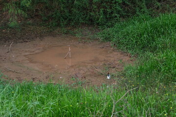Small Natural Pool Surrounded by Green Grass and Dense Vegetation