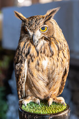 Owl big starring eyes cute looking Standing on perch on walking street in Pattaya Thailand