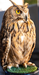 Owl big starring eyes cute looking Standing on perch on walking street in Pattaya Thailand