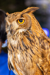 Owl big starring eyes cute looking Standing on perch on walking street in Pattaya Thailand