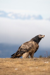 Fototapeta premium Bearded Vulture (Gypaetus barbatus) photographed in Spain