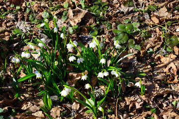A close-up shows a group of blooming summer snowflakes (Leucojum aestivum), also known as Loddon lilies or dewdrop flowers, growing among fallen leaves and other woodland vegetation.
