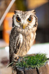 Owl big starring eyes cute looking Standing on perch on walking street in Pattaya Thailand