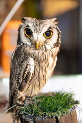 Owl big starring eyes cute looking Standing on perch on walking street in Pattaya Thailand