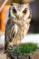 Owl big starring eyes cute looking Standing on perch on walking street in Pattaya Thailand