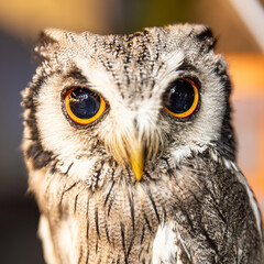 Owl big starring eyes cute looking Standing on perch on walking street in Pattaya Thailand
