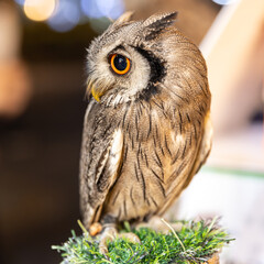 Owl big starring eyes cute looking Standing on perch on walking street in Pattaya Thailand