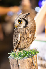Owl big starring eyes cute looking Standing on perch on walking street in Pattaya Thailand
