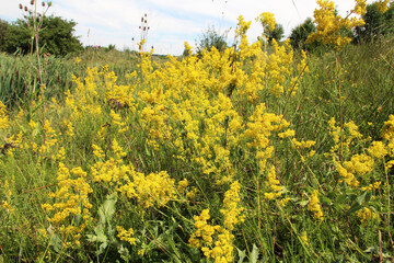 Galium verum grows in nature