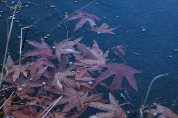 maple leaves in the ice