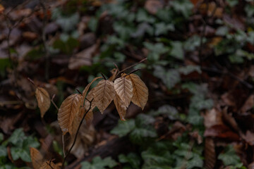 autumn leaves in the forest
