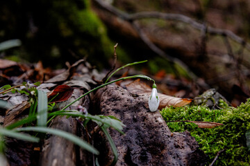 snowdrop in the forest