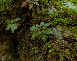 green moss on the rocks