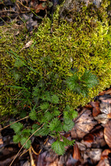 green moss on the stone