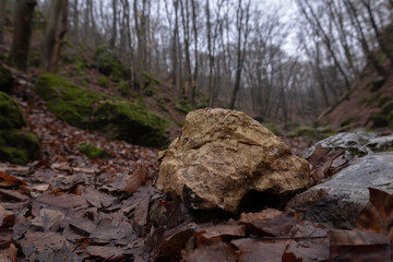 stone in the forest