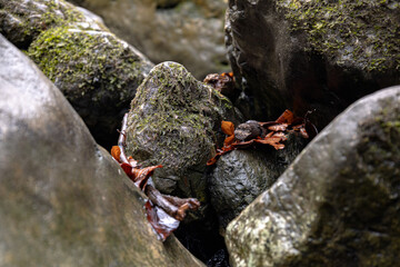 leaf on a rock