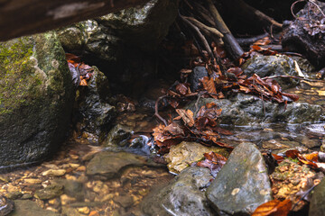 stream in the autumn forest