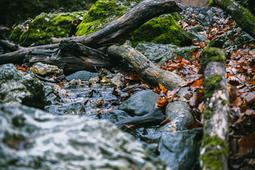 moss on the rocks