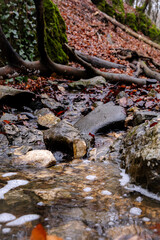 stream in the autumn forest