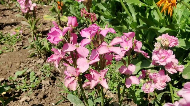 Hoary stock, Matthiola incana or Matthiola longipetala flowers video footage 